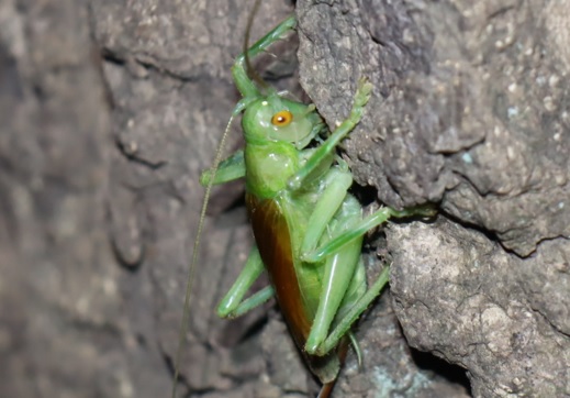 コロギス♀（拡大）_No5のクヌギ_クワガタ達のオアシス_2023年7月24日19時35分 気温27.5度